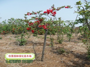 常年各种规格贴梗海棠,垂丝海棠,独杆贴杆海棠,小苗,大苗