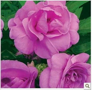 *Ӳʰӷɻϲ軨ɣԼ20H353