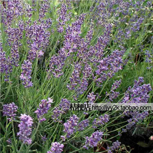 ά޹²޹²Lavandula޹²Ʒֻ