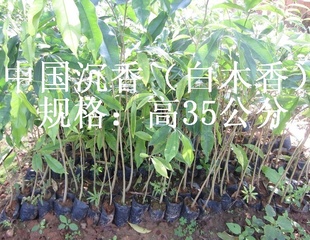 135ֳɻʸ8ȡ