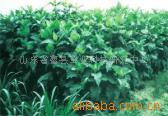 牧草.牧草种子.--串叶草,长的快,耐旱,好。各种动物适口性