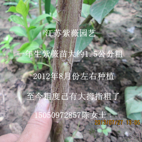 ޱ԰ճ1ִޱ컨ޱ