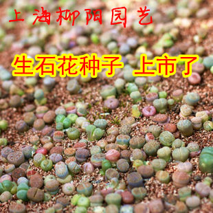 ֲ¹ڻƷʯ