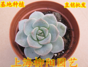 ֲĵֲ3-5cm