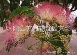 ؼС³۸/ҶŮ0.07Ԫ(ͼ)