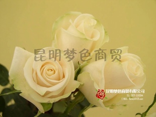 лѩɽкչ컨û