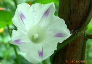 ձǣţӷǣǣţӡ