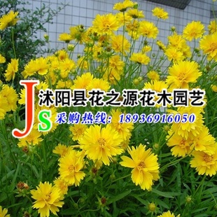 ۹ӲݻӴ󻨽𼦾ƼƷ