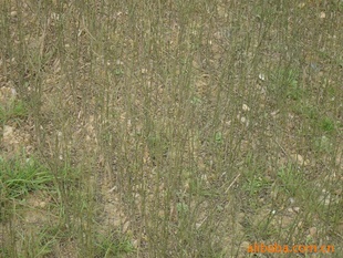 ۽۽۴15~30cm׿ľ