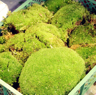 进口鲜苔藓鲜花批发鲜花速递婚庆/家居鲜花