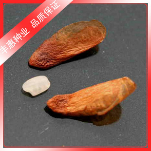 㴻ӵַѿʺƷ