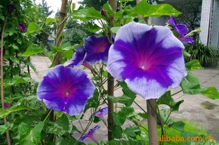 ձǣţǣţӴǵϵƷֻӻ
