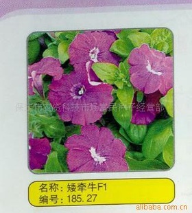 绨ǣţǣţӽһ