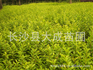 ԴҶŮ꣬컨ľž鼰ֻԴ۸