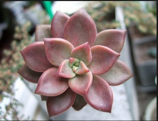 E.cv.Huthspinkeų