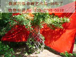ҼԼֲĸ״---