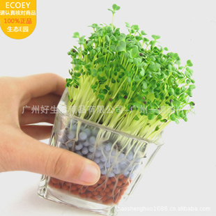 ECOEYֲ̬Ը̼