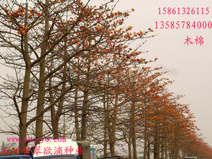 ľӡ컨ľؼ75Ԫ/