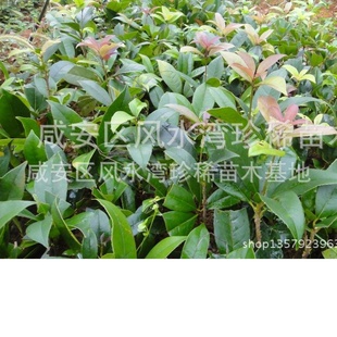 硢һ30--40CM״Ԫ