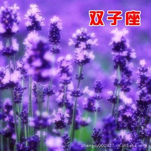 ʮħDIYֲֲװ˫޲DIY