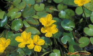 ޻޻ܺ