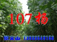ë۸½2-9107