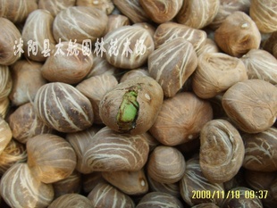 ԻӷӷӼ۸