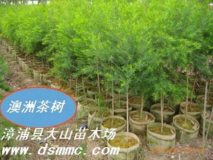 Ҷǧ㣨޲ͣTeaTreeOilͣ