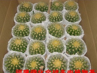 8cmʵɻ20ֻ500Ԫ