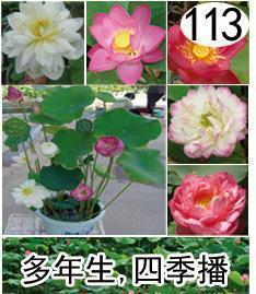 ΢辰޳޹ӻ辰