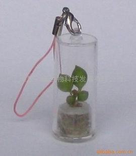 ֲֻҼbabyplant,microtree