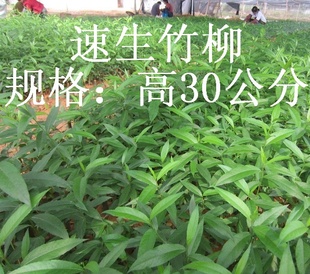 3񻷱׬Ǯ