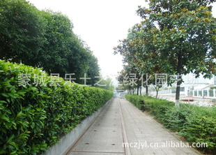 Ʒɺľ磨H150cm