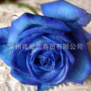 2012¿ֲDIYֲõ廨õ廨