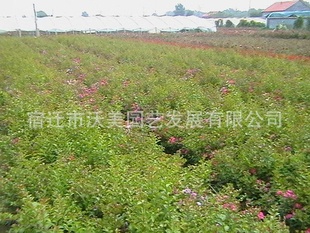 ձޱޱޱպ졢С