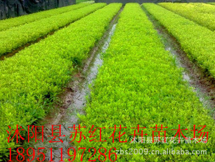 大量出售杜鹃花苗杜鹃小苗规格