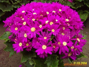 Ҷգ1ţӣҶ