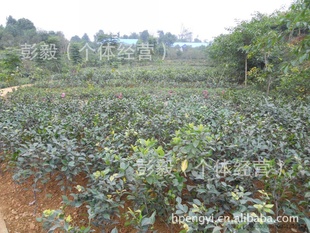 30ָɽ軨磨2011~2012