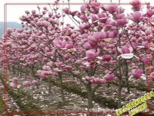 紫玉兰/黄玉兰/白玉兰,玉兰小苗,1-20公分粗度玉兰高杆苗