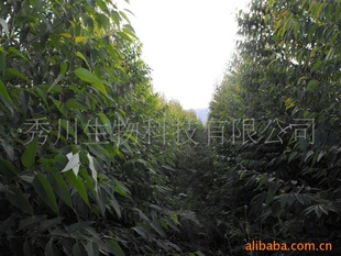 EucalyptusCitriodoraseeds