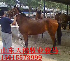 养马地骏马地种马地肉马地牧马地山东天宏牧养马地