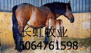 骑乘马-养马俱乐部-养马场-养马地-养马技术现代化养马场