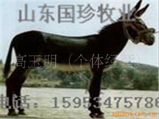 ֳ¿Ч浽
