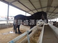 养马技术=乘骑马-肉马-观赏马-旅游马=养马地