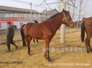 养三河马、蒙古马