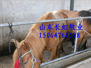 半血马小马伊犁马内蒙马马驹娱乐马