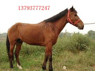 ɹѪѪ