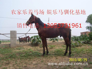 养马,养马技术,观赏马,旅游马,阿拉伯马,半血马,养马场,养马地