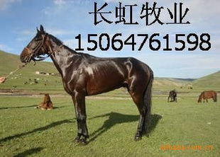 马的品种伊犁马-三河马-河曲马-骑马-骑乘马