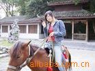 出售伊犁马、三河马、蒙古马、河曲马、牧马免费送货